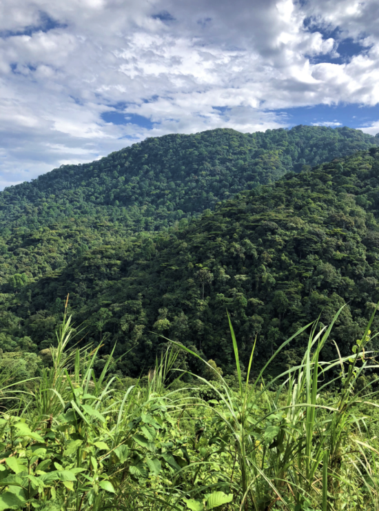 Uganda Landscape